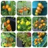 Galapagos Island Wild Tomato Seeds (Solanum chessmanii)