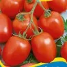 Zomok Tomatensamen