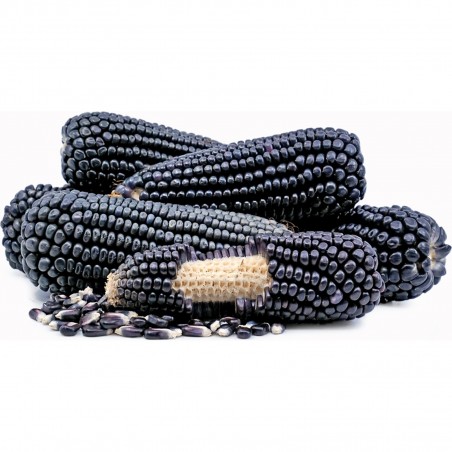 Price: €2.45 - Graines de maïs noir Black Aztek -