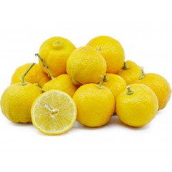 Price: €2.25 - Semințe de tei palestinian (Citrus limettioides) - 