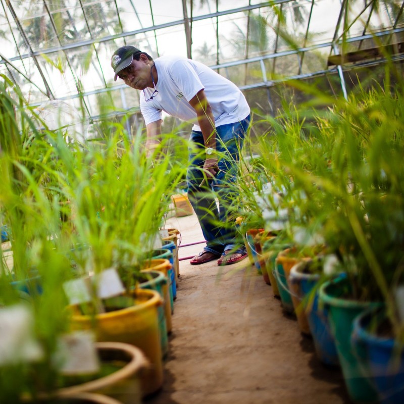 Σπόροι κόκκινου ρυζιού Rakthashali