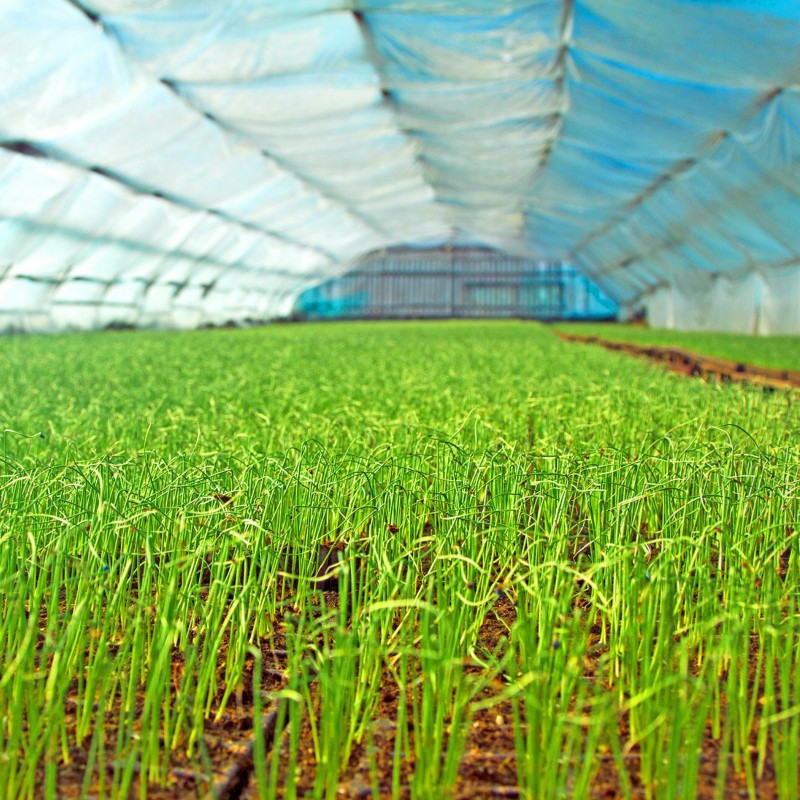 Σπόροι κόκκινου ρυζιού Rakthashali