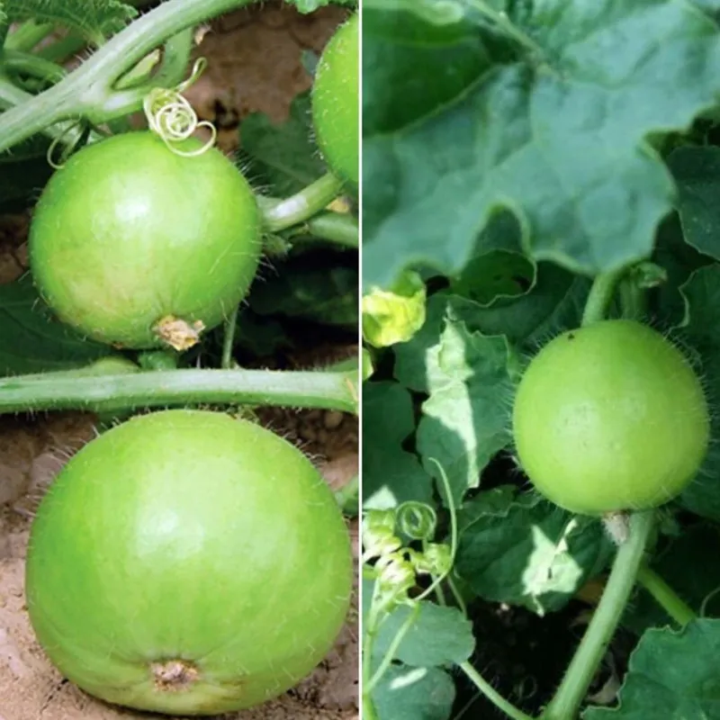 Tinda Seeds, Apple Gourd (Praecitrullus fistulosus)