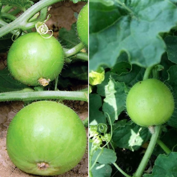 Tinda Seeds, Apple Gourd (Praecitrullus fistulosus) - 3.15