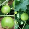 Tinda Seeds, Apple Gourd (Praecitrullus fistulosus)