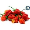 100 Samen Carolina Reaper