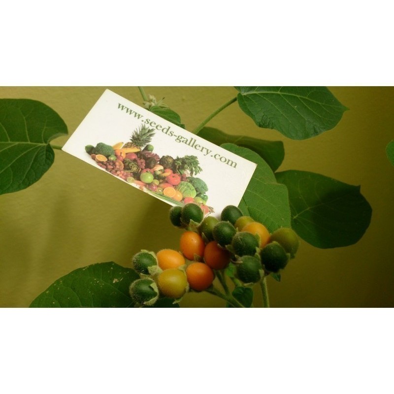 Price: €2.05 - Νάνος Ταμαρίλο - Tamarillo Σπόροι (Solanum abutiloides) - Seeds Gallery