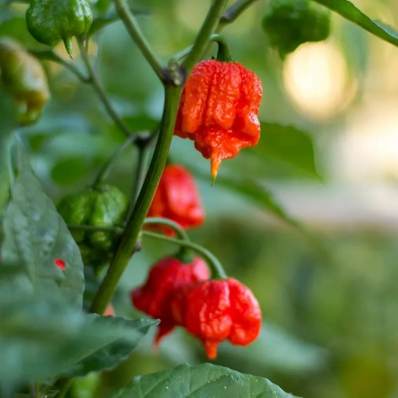 100 Samen Carolina Reaper