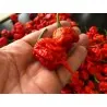 100 Samen Carolina Reaper