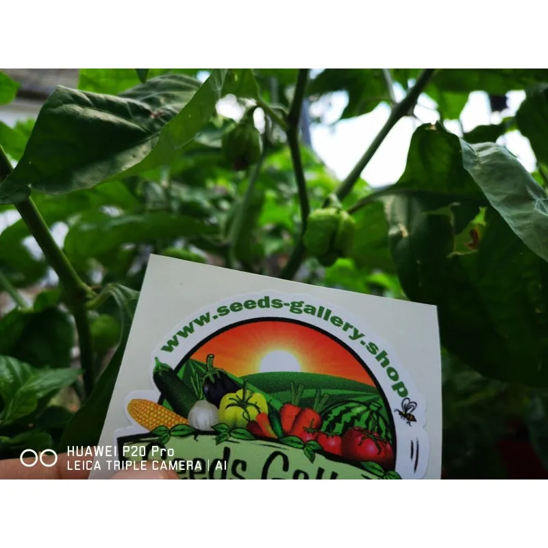 100 Samen Carolina Reaper