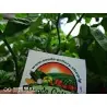 100 Samen Carolina Reaper