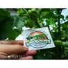 100 Samen Carolina Reaper