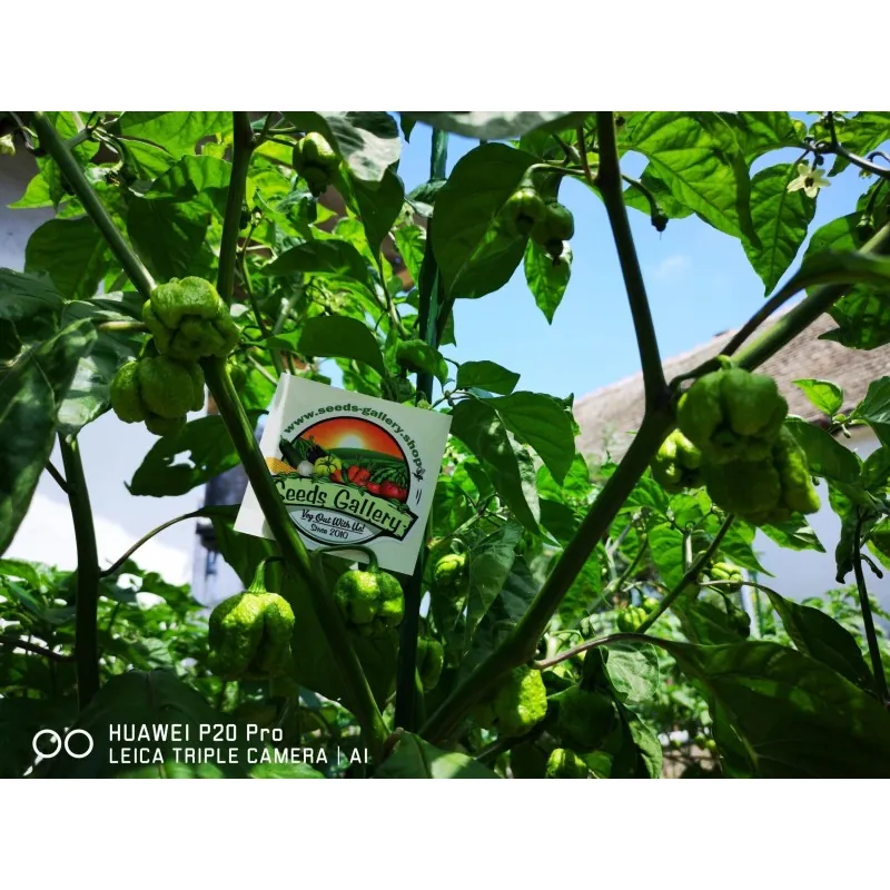 100 Samen Carolina Reaper