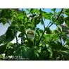 100 semena cilija Carolina Reaper