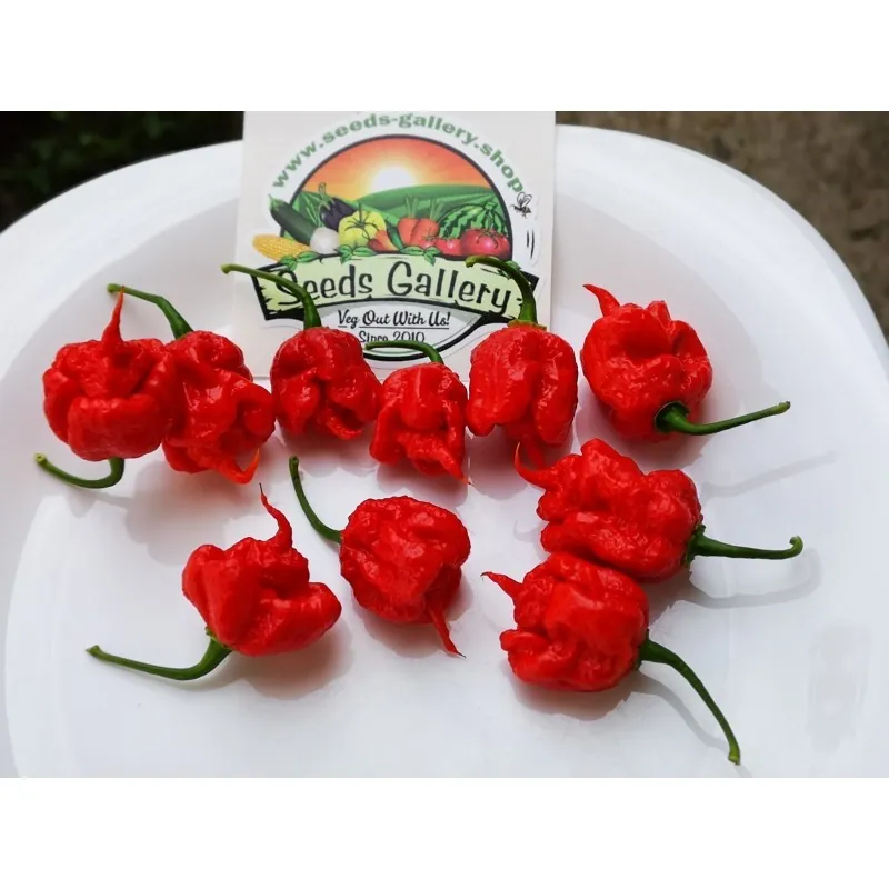 100 semena cilija Carolina Reaper