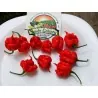 100 semena cilija Carolina Reaper