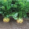 Price: €1.25 - Gigant Praski Celer Seme - 