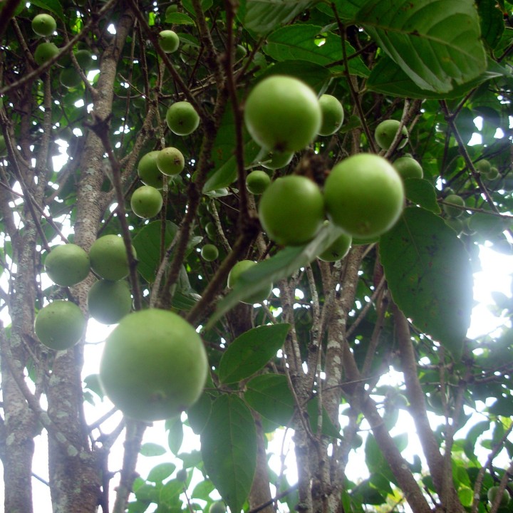 Nasiona Protium javanicum - 3.555