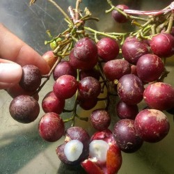 Price: €3.95 - Protium javanicum Seeds - 