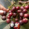 Price: €3.95 - Semințele Protium javanicum - 