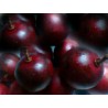 Price: €3.95 - Semințele Protium javanicum - 