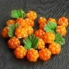 Σπόροι Cloudberry (Rubus chamaemorus)