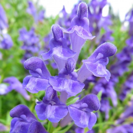Price: €2.35 - Baikal skullcap, Chinese skullcap Växt Frön (Scutellaria baicalensis) -