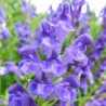 Price: €2.35 - Baikal skullcap, Chinese skullcap Växt Frön (Scutellaria baicalensis) - 