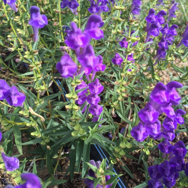 Price: €2.35 - Baikal skullcap, Chinese skullcap Växt Frön (Scutellaria baicalensis) - 