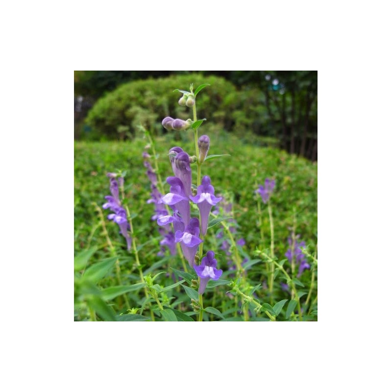 Price: €2.35 - Baikal skullcap, Chinese skullcap Växt Frön (Scutellaria baicalensis) - 