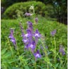 Price: €2.35 - Baikal skullcap, Chinese skullcap Växt Frön (Scutellaria baicalensis) - 