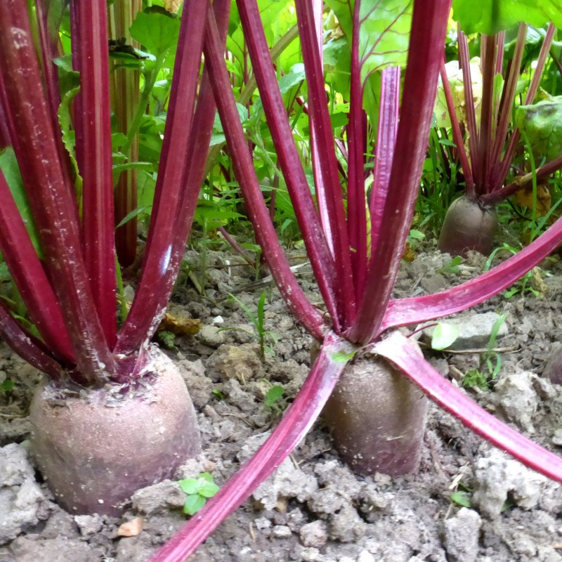 Price: €1.95 - Rote Rübe Samen - Rote Beete Cylindra - 
