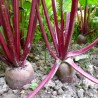 Price: €1.95 - Graines de Betterave Cylindrique - 