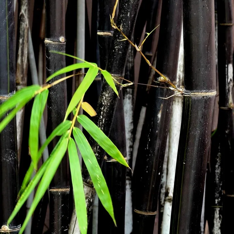 Seltene Samen des Schwarzen Bambus (Phyllostachys nigra)