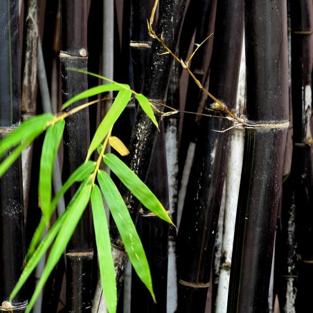 Semillas raras de bambú negro (Phyllostachys nigra)