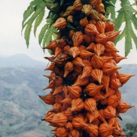 Graines rares de papaye Carica weberbaueri