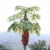 Graines rares de papaye Carica weberbaueri