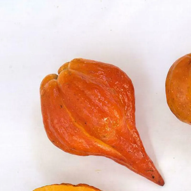 Graines rares de papaye Carica weberbaueri