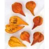 Graines rares de papaye Carica weberbaueri