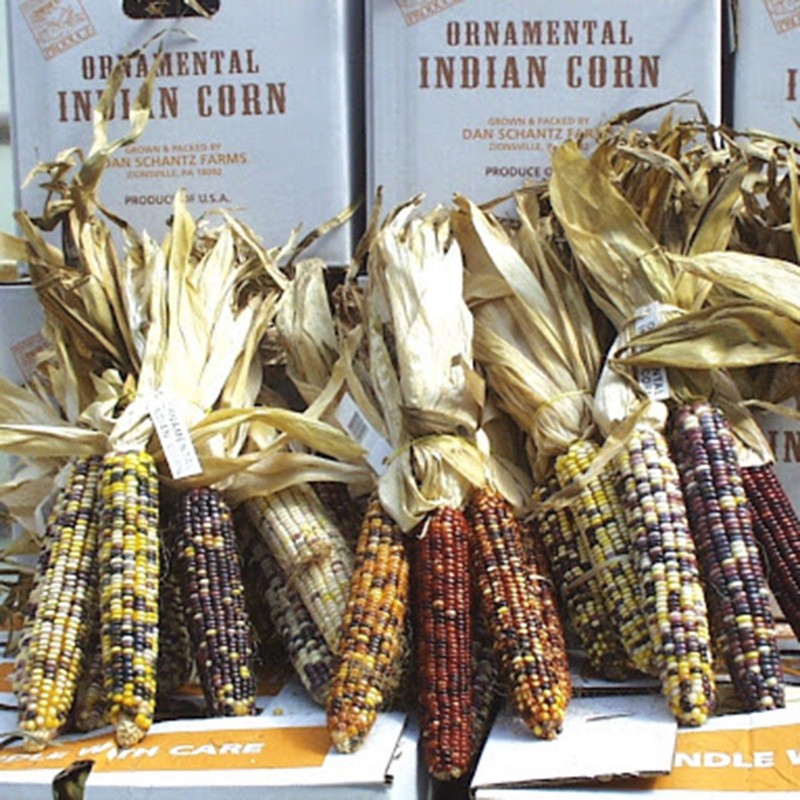 Price: €2.35 - Semillas Maiz Indio Multicolor - Seeds Gallery