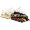 Price: €2.35 - Semillas Maiz Indio Multicolor - Seeds Gallery