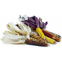 Semillas Maiz Indio Multicolor