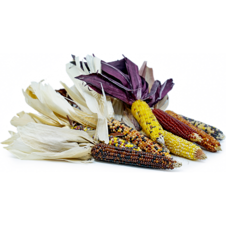 Price: €2.35 - Semi di Mais Indiani - Seeds Gallery