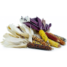 Price: €2.35 - Mini Decorative Indian Corn Seeds - Seeds Gallery