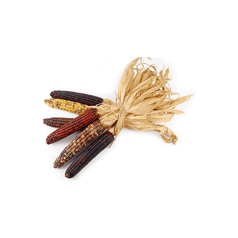 Price: €2.35 - Semillas Maiz Indio Multicolor - Seeds Gallery