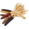 Price: €2.35 - Mini Decorative Indian Corn Seeds - Seeds Gallery