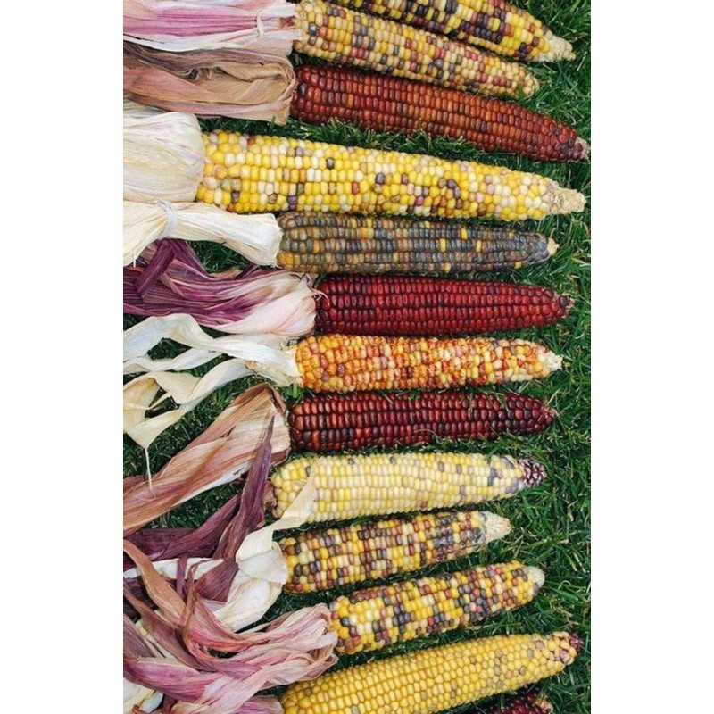Price: €2.35 - Mini Decorative Indian Corn Seeds - Seeds Gallery