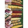Price: €2.35 - Mini Decorative Indian Corn Seeds - Seeds Gallery