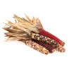 Price: €2.35 - Mini Decorative Indian Corn Seeds - Seeds Gallery