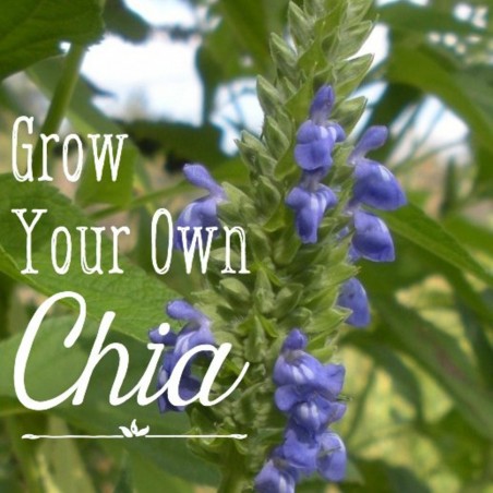 Price: €1.25 - Graines de Chia blanches -